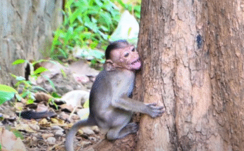 Tearful child monkey RENO sits alone in the Angkor Wat forest, missing his mother’s comfort and milk.