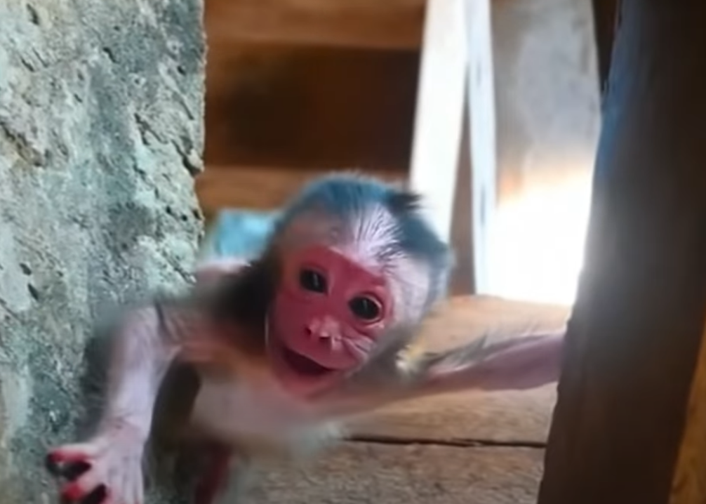 Cambodia Monkey
