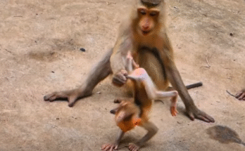 Baby monkey Luna cuddles safely in her mother Lyla’s arms, surrounded by their troop under the golden canopy of Angkor Wat forest.