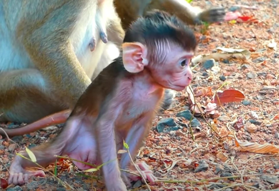 “No More Milk, My Child…” – Watch the emotional moment a mother monkey at Angkor Wat gently refuses milk, teaching her baby to survive without her help. Real tears. Real love.