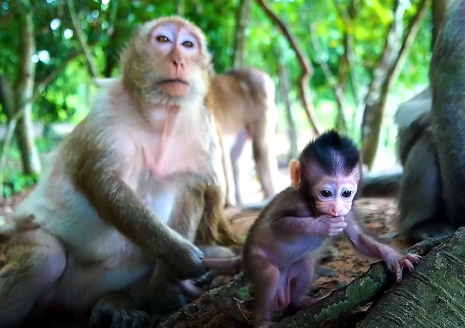 Get ready to fall in love! Baby Monkey Braxton’s funny morning workout is the cutest, most inspiring thing you’ll see today. 💖 Don’t miss this joyful moment from Angkor Wat!