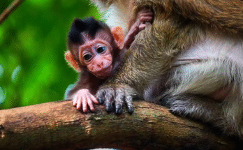 Baby Braxton clings to a high tree branch with wide, frightened eyes as his mother races to save him beneath the ancient Angkor Wat canopy.