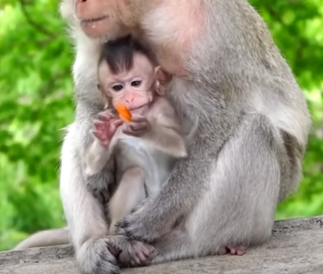 A terrified baby monkey cries as she’s trapped under forest vines—watch the heart-wrenching moment her mom does everything to save her. This emotional scene will stay with you forever.