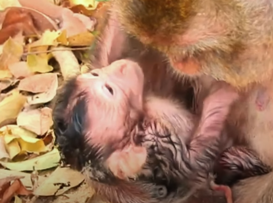 Tears in the jungle! A newborn monkey in Angkor Wat desperately tries to nurse from her young mother—watch this real and emotional moment of instinct, struggle, and hope.