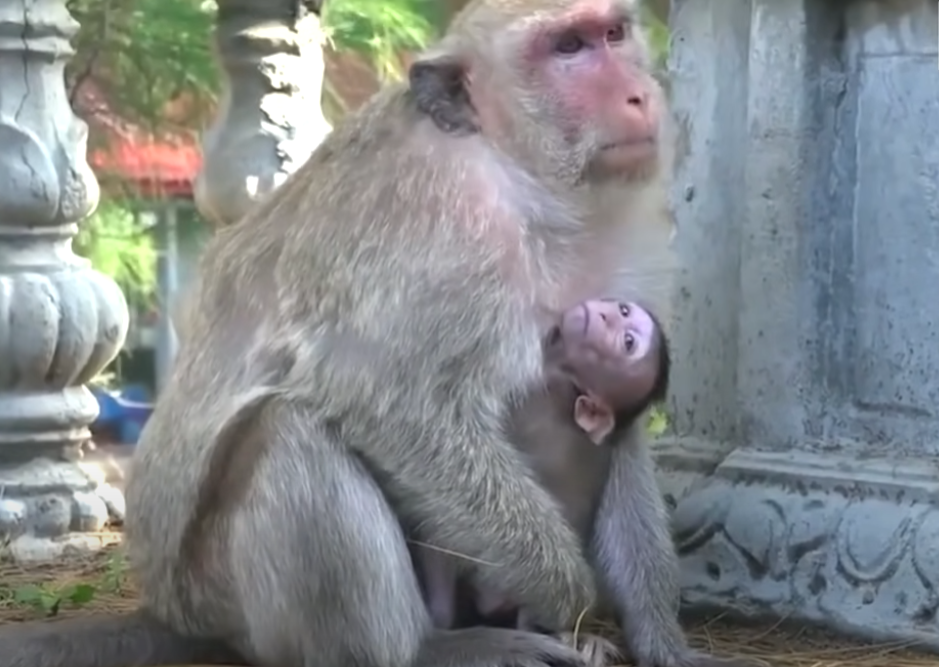 Mama Monkey Refuses to Feed Baby Miso — Emotional Moment in Angkor Wat Leaves Viewers in Tears. Watch the heartbreaking moment of rejection and resilience.