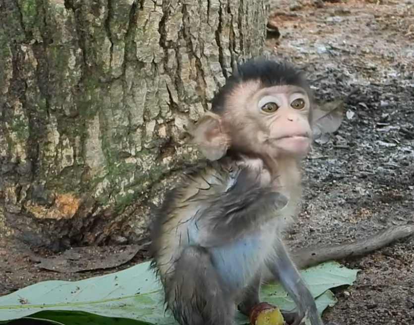 In the ancient roots of Angkor Wat, baby monkey Mary collapses from exhaustion. Her motherâs desperate attempt to save her is the most emotional thing youâll see today.