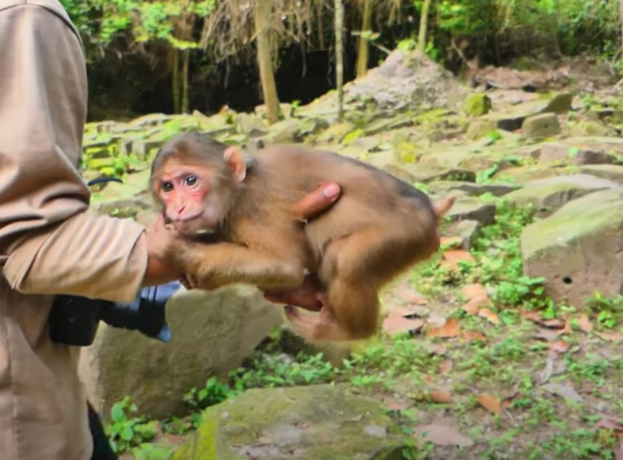 A baby monkey peeks from a canvas bag, eyes full of fear — but nearby, Libby and her family offer fruit and kindness. A heart-melting moment of rescue and acceptance.