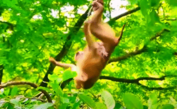 Mother monkey leaps from tree in Angkor Wat while tightly holding her baby during an emotional moment of courage and love.