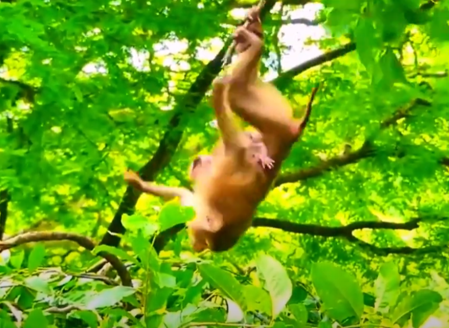 You won’t believe what this mother monkey did to protect her baby — Watch the unbelievable leap caught deep in Angkor Wat’s jungle!