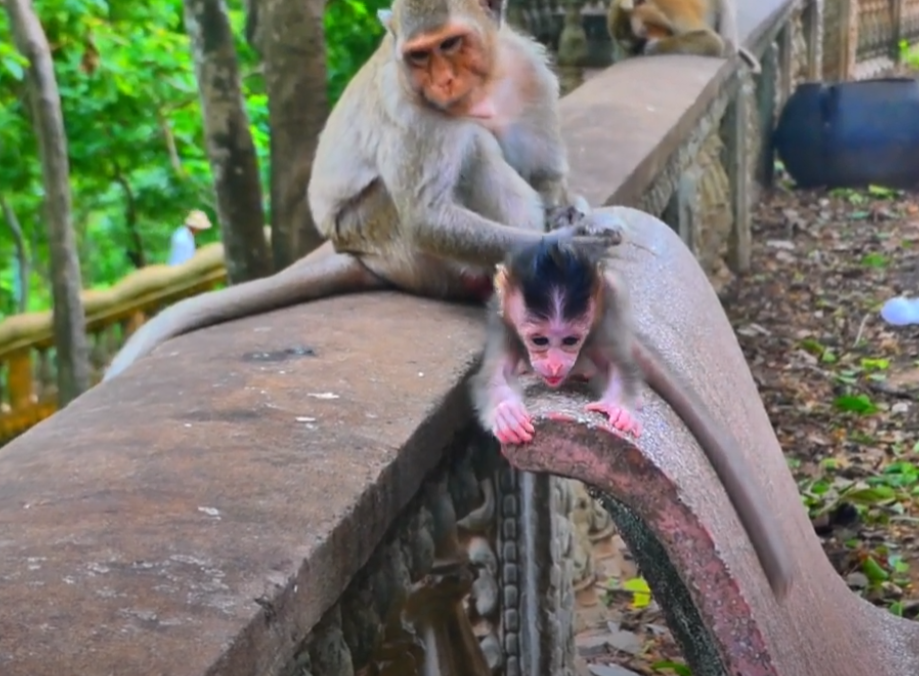 He Lost His Balance… But Gained Our Hearts 💔 Baby Monkey’s Adorable Struggle on the Fence Ends in a Tearful Embrace
