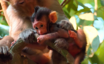 Tiny baby monkey Bely bravely climbs an ancient tree in Angkor Wat forest without her mother’s help, showing strength and determination.