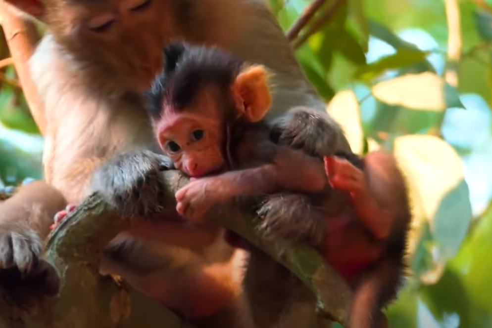 She didn’t cry. She didn’t give up. Baby Bely’s first solo tree climb left us all speechless in the Angkor forest… 🌳🐒