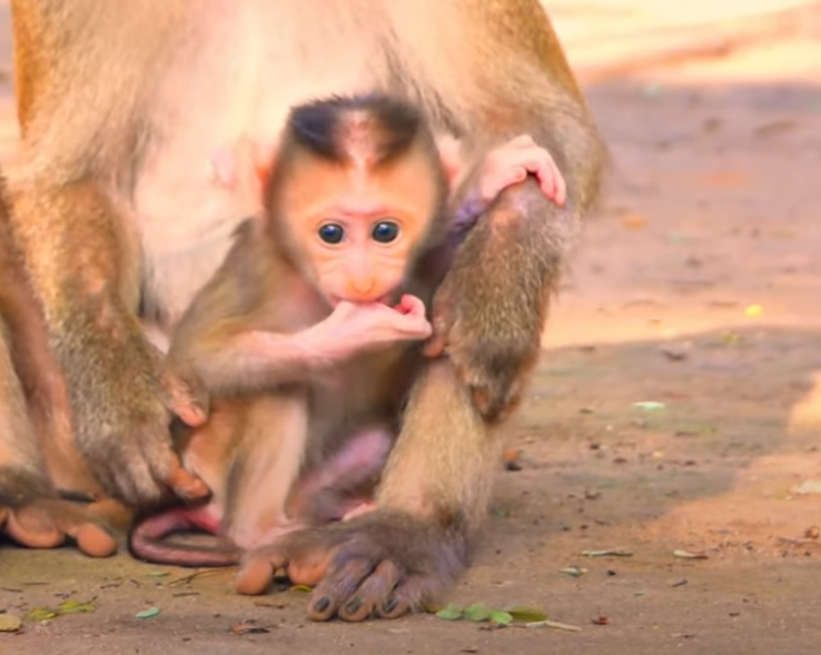 Unforgettable moment at Angkor Wat: Baby monkey Luna left in pain as a discarded cigarette gets stuck on her head. Watch how this tiny soul suffered silently—and how one gentle touch changed everything 💔🐒