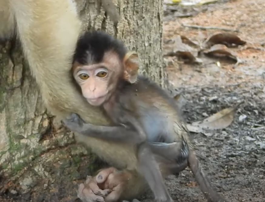 In the ancient roots of Angkor Wat, baby monkey Mary collapses from exhaustion. Her motherâs desperate attempt to save her is the most emotional thing youâll see today.