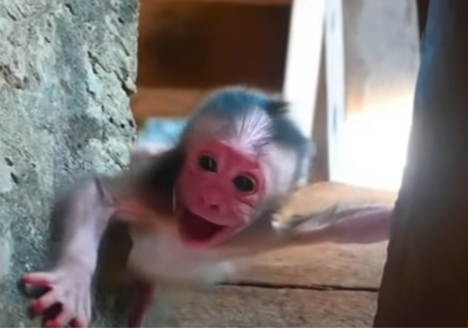 When birth turned into a nightmare, a baby monkey got stuck between tree roots and screamed in agony. What happened next shows the raw beauty of wild survival.