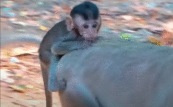 Plaster-covered baby monkey desperately clings to her mother in the Angkor Wat jungle, her eyes pleading for comfort as her mother tries to pull away.