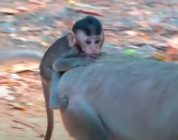 Her tiny hands wouldn't let go—but her mother had already moved on. This baby monkey’s heartbreaking cry in the Angkor forest will stay with you forever. 💔🐒
