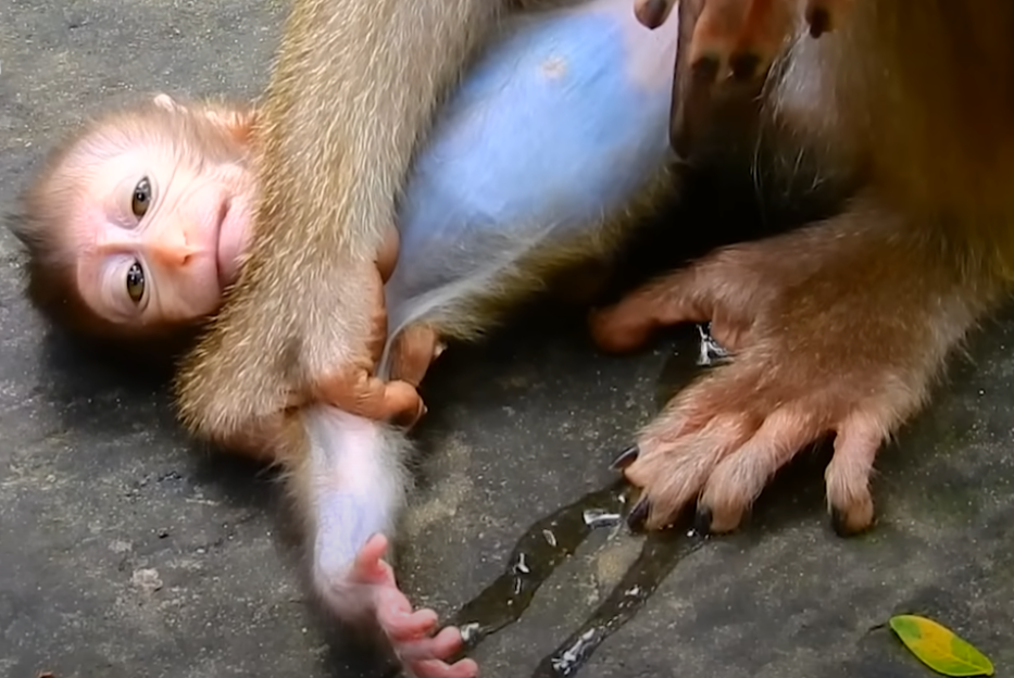 Baby monkey Rainbow left cold and hungry by stepmom Libby. This raw and painful moment reveals the truth behind wild rejection—and one small act of compassion that changed everything.