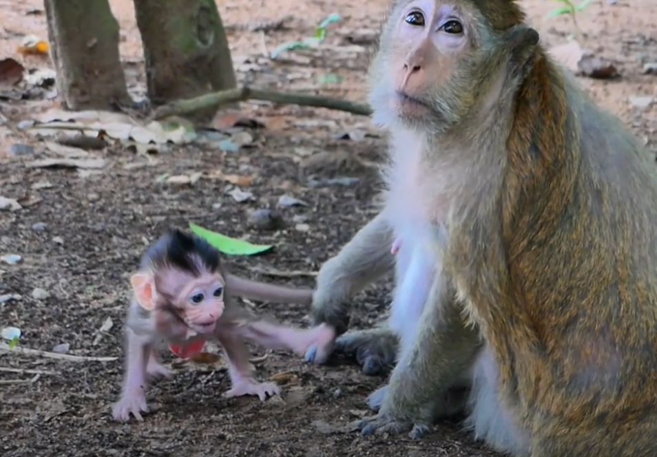 Heart-Stopping Rescue! Baby Monkey Nearly Caught at Angkor Wat Until Hero Mom Dashes Her to Safety. You Won’t Believe How Close It Was… 💔🐒