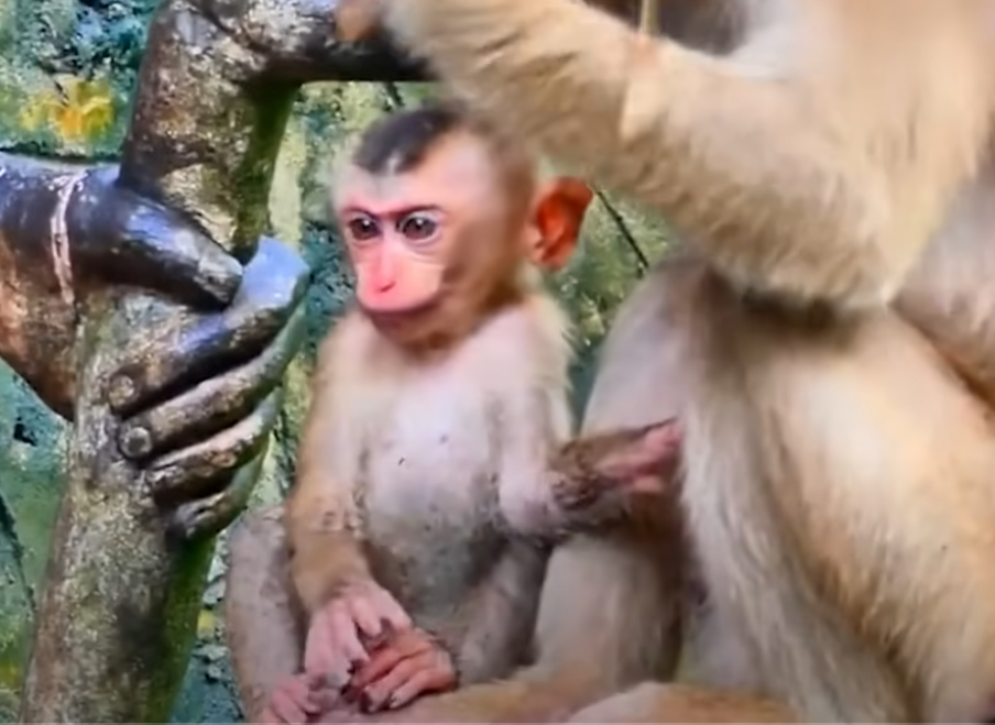 A devastating accident leaves a baby monkey injured and crying on the forest floor. Witness a mother’s regret and the community's silent heartbreak—captured in the raw beauty of Angkor Wat’s jungle