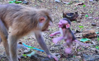 A tiny baby monkey lying on the ground after missing a jump to reach its mother, who now cradles him in grief under the trees of Angkor Wat.