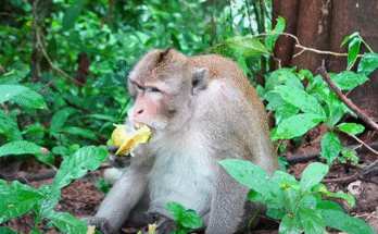 Young monkey Balu rests under a banyan tree, gently holding his mother’s hand after a hard day in the Angkor Wat forest.