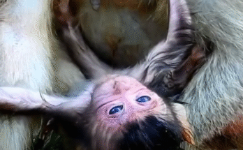 Mother monkey Lina holds her baby tightly after a shocking fall from a tree in Angkor Wat.