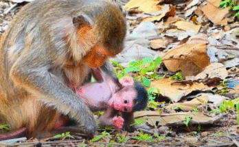 A young mother monkey reaches for her newborn resting in the jungle leaves, eyes filled with maternal longing.