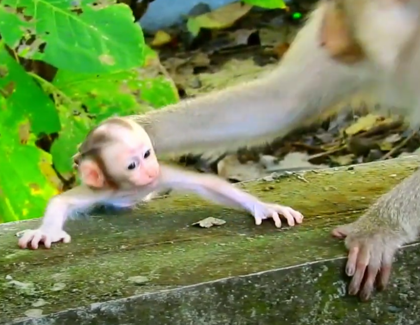 She just wanted to walk… but the ground betrayed her. Watch the emotional rescue as Mama Maple races to save baby monkey Clover after a sudden fall in Angkor Wat. It’s a story of love, pain, and resilience you’ll never forget.