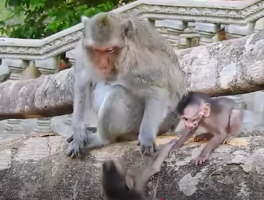 🔥 Heartbreaking Moment: Baby Monkey SORA Gets Bitten by Fire Ants in Angkor Wat—Mama’s Desperate Attempt to Save Her Will Leave You in Tears. Watch Now!