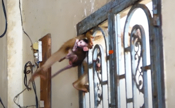 Heartbreaking scene of a baby monkey crying alone in the forest, moments before reuniting with his mother in Angkor Wat.