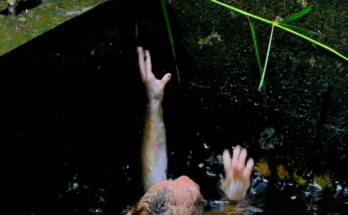 Exhausted baby monkey struggling to escape jungle pool in Angkor Wat, soaked and alone.