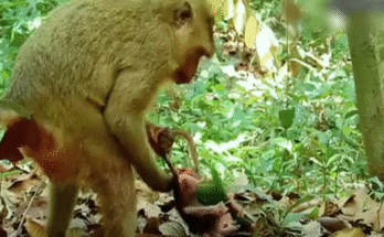 Young mother monkey Kira clumsily cradles her newborn for the first time in the Angkor Wat jungle, eyes full of fear and hope.