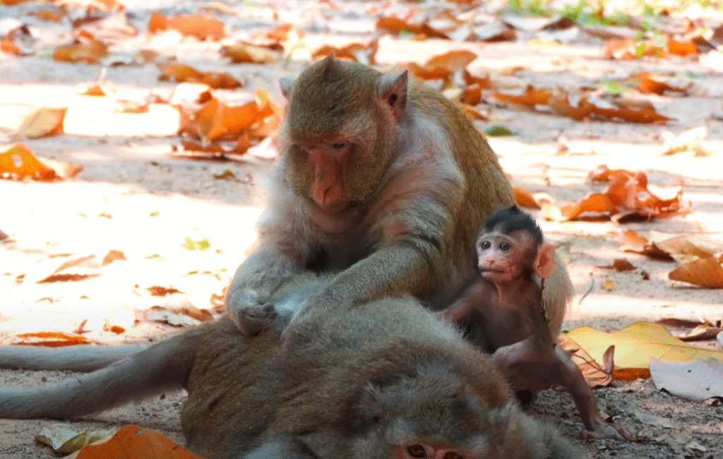 WATCH: Baby Amelia’s jungle moment is melting hearts — nature’s calm meets a child’s wonder in Angkor Thom.