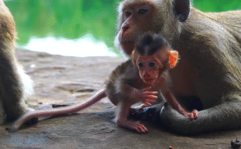 Baby monkey Braxton sits alone under a tree in Angkor Wat, eyes wide with fear and longing, waiting for his lost mother.