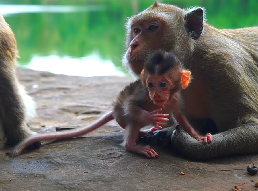 Abandoned baby monkey Braxton cries out for his mom in Angkor Wat. A heart-shattering moment of loss and resilience caught on video. Watch the emotional story unfold.