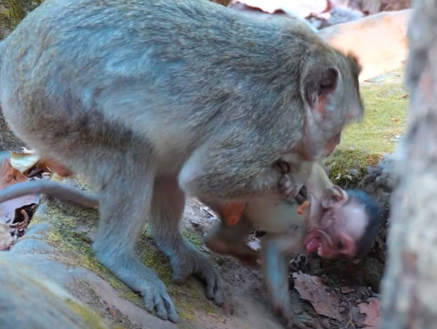Tears in the Temple: Baby Monkey Rejected by Mother in Angkor Wat – You Won’t Believe Who Comforted Him in the End 💔🐒