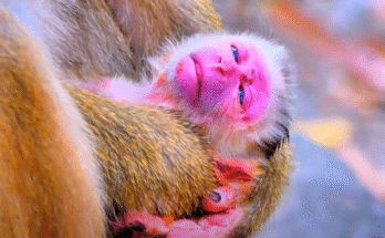 Newborn baby monkey lies on forest ground in Angkor Wat, wrapped gently by mother’s arms under the green canopy.