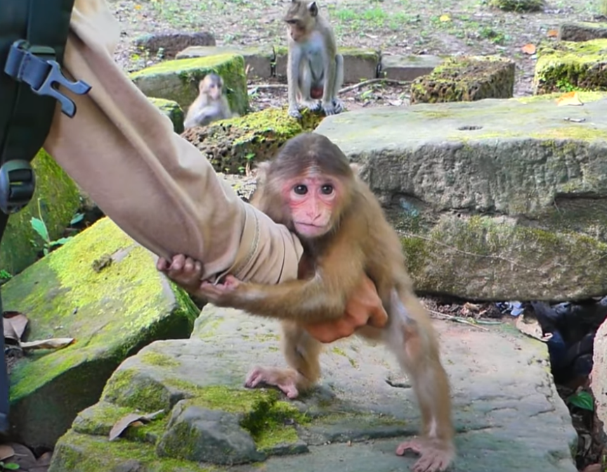 Watch the heartbreaking moment a newly abandoned stump-tailed baby monkey clings to a kind human’s hand and cries in Angkor Wat. A raw, emotional story you’ll never forget.