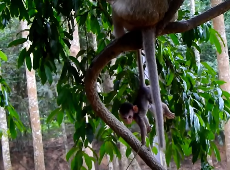 Heart-stopping moment: Lost baby monkey cries out for mom — and what happened next brought Angkor visitors to tears. Don’t miss this touching reunion caught on camera.