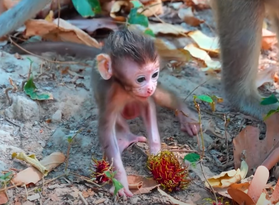 She didn’t cry. She didn’t give up. Baby Bely’s first solo tree climb left us all speechless in the Angkor forest… 🌳🐒