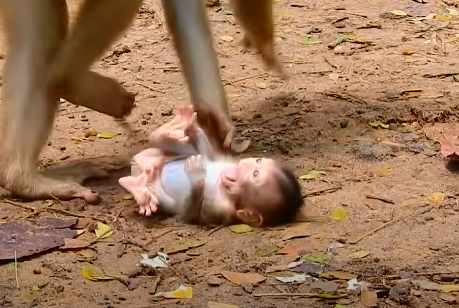 Baby monkey Rainbow left cold and hungry by stepmom Libby. This raw and painful moment reveals the truth behind wild rejection—and one small act of compassion that changed everything.