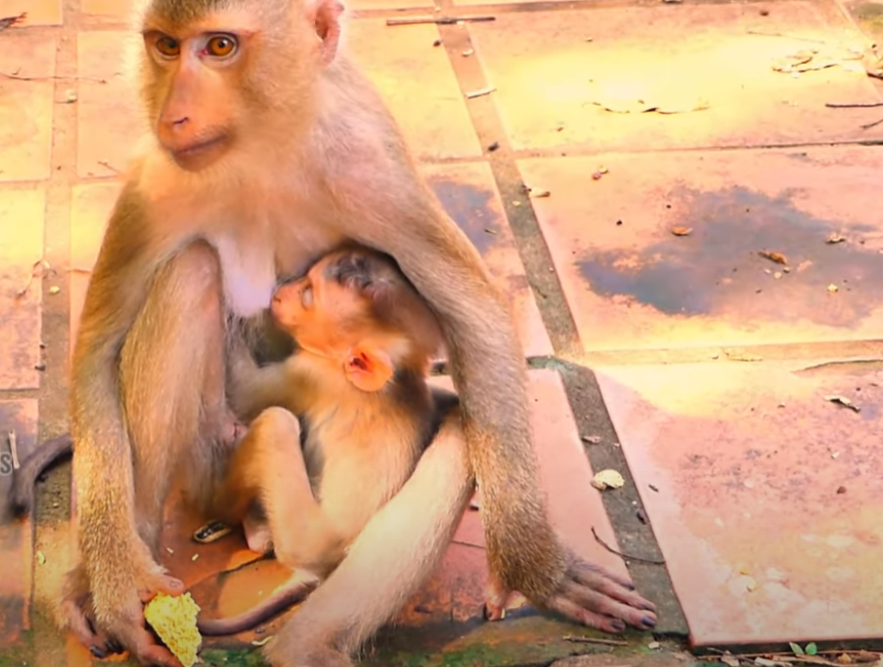 Unforgettable moment at Angkor Wat: Baby monkey Luna left in pain as a discarded cigarette gets stuck on her head. Watch how this tiny soul suffered silently—and how one gentle touch changed everything 💔🐒