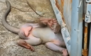 Terrified baby monkey trapped in jungle vines at Angkor Wat as mother rushes to rescue.