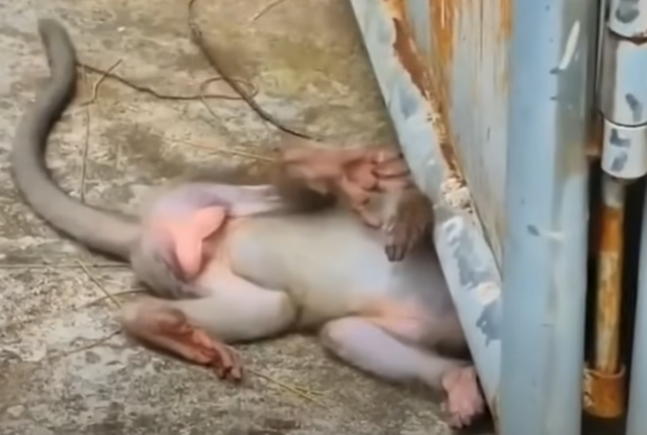 Trapped Baby Monkey Rescued by Hero Mom in Angkor Wat – Emotional Jungle Moment You Can’t Miss