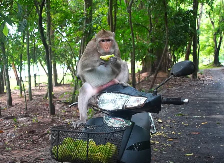 She’s pregnant and glowing… but what she really wants is star-fruit. Witness Amara’s quiet journey through motherhood in the heart of Angkor Wat. A tender, emotional story unlike any other.
