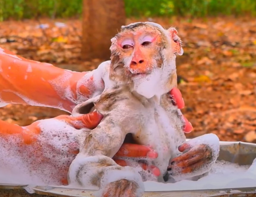 After a wild, muddy adventure, MOKA the young Angkor monkey gets a gentle bath full of love and care. This emotional moment will leave you smiling through tears.