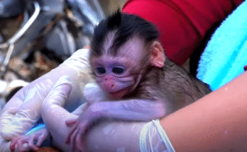 Newborn baby monkey Sabrina lying alone beneath a fig tree in Angkor Wat forest, eyes wide, crying for her lost mother.