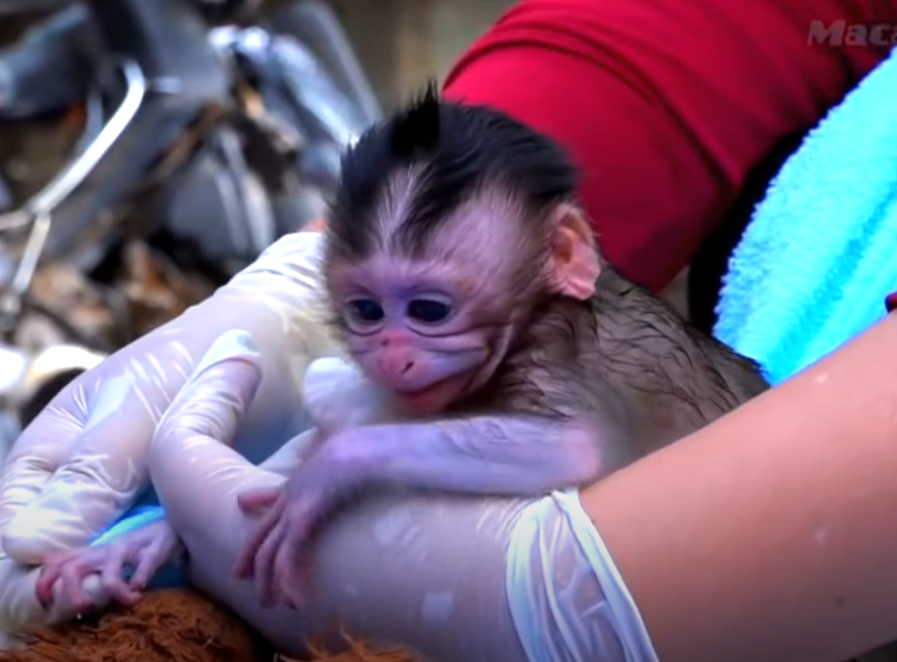 She waited… but her mama never came back. Newborn monkey Sabrina’s heart-wrenching cries in Angkor Wat will break your heart. A powerful, emotional true story of loss, hope, and survival.