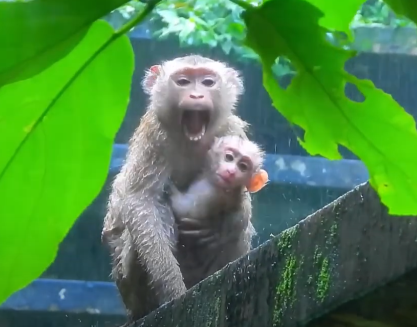 Caught in the storm, a newborn monkey cries—but her brave older sister holds her tight. Witness one of the most emotional moments ever captured in Angkor Wat’s wild heart.